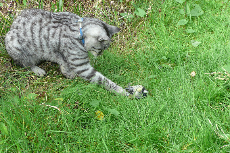 P1010212 Cat catching a bird